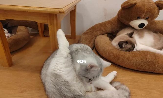小猫舔小猫屁股，可爱还是恶心（宠物行为背后的文化差异与认知差异）