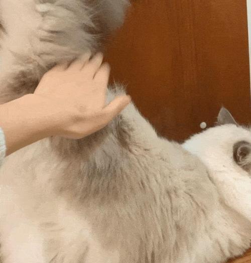 小猫舔小猫屁股，可爱还是恶心（宠物行为背后的文化差异与认知差异）