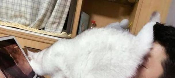 小猫舔小猫屁股，可爱还是恶心（宠物行为背后的文化差异与认知差异）