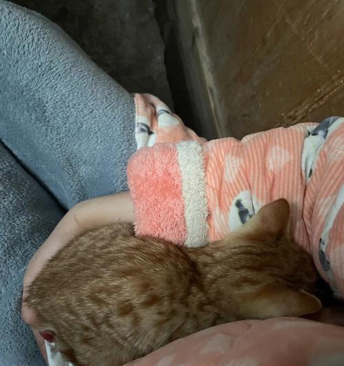 宠物健康关键，小猫吐黄水应及时治疗（宠物健康关键）