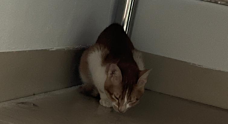 宠物健康关键，小猫吐黄水应及时治疗（宠物健康关键）