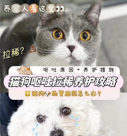 小猫吐了拉稀怎么办（应对宠物拉稀的正确方法）