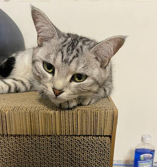 小猫为什么会吐水不吃东西（探究宠物饮食健康的重要性）