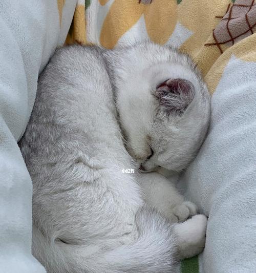 小猫睡觉宜居之所（以宠物为主）