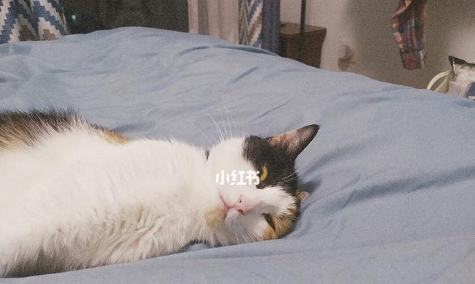 小猫睡觉宜居之所（以宠物为主）