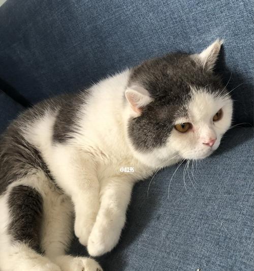 小猫为什么不停翻滚（探究宠物猫翻滚的原因及意义）