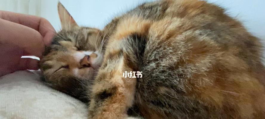 揭秘小猫打呼噜的原因（宠物保健必知）