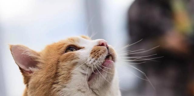 小猫为什么会躲起来（探究宠物小猫躲藏的原因与解决方法）