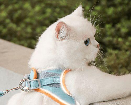 为什么小猫见人就捉（探究小猫天生喜欢捉人的原因）
