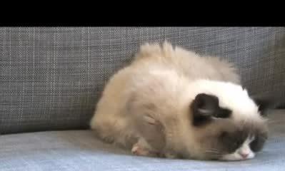 为什么小猫见人就捉（探究小猫天生喜欢捉人的原因）