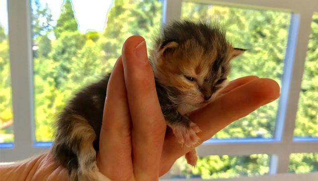小猫为何喜欢爬到主人肩上（探究小猫喜欢爬肩的原因和注意事项）