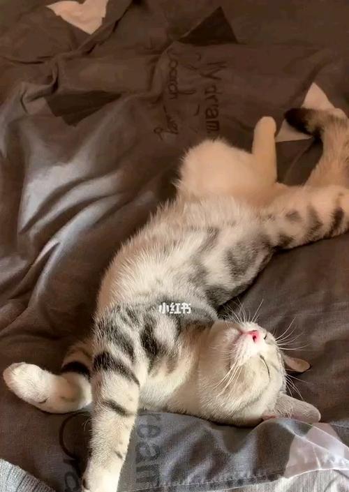 小猫喜欢挨着我睡觉的原因（揭开宠物的亲密行为）