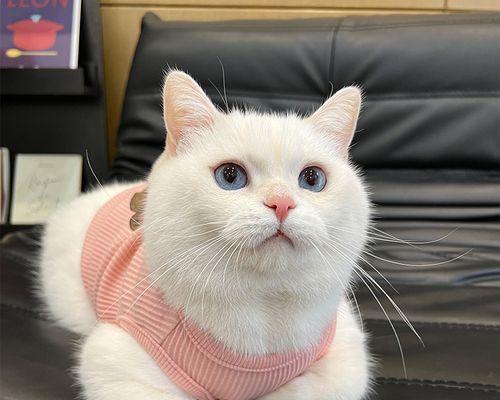 夏季宠物猫掉毛解决方法（夏日猫毛去处大揭秘）