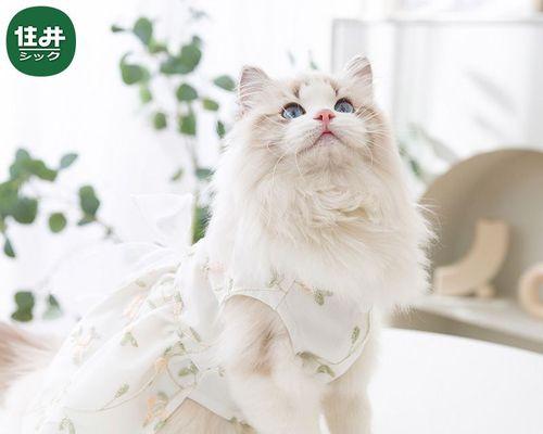 夏季宠物猫掉毛解决方法（夏日猫毛去处大揭秘）