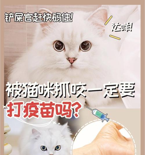 小猫的预防针接种需求（宠物健康保障）