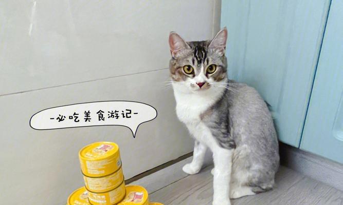 小猫早上能否吃罐头？