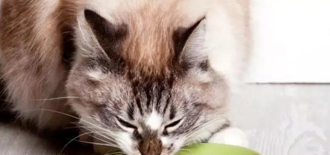 小猫早上能否吃罐头？