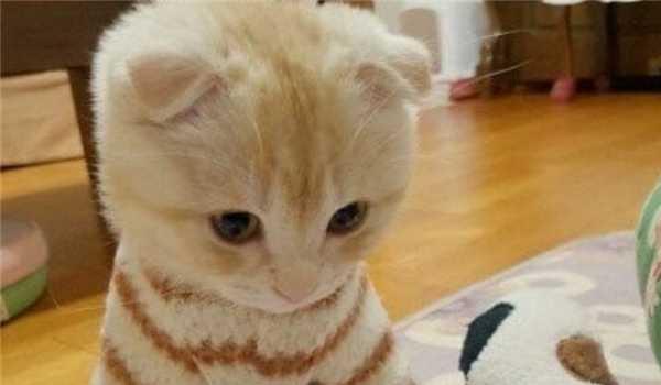 如何判断小猫的年龄（以宠物为主）