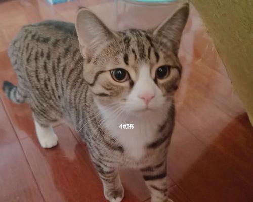 如何判断小猫的年龄（以宠物为主）