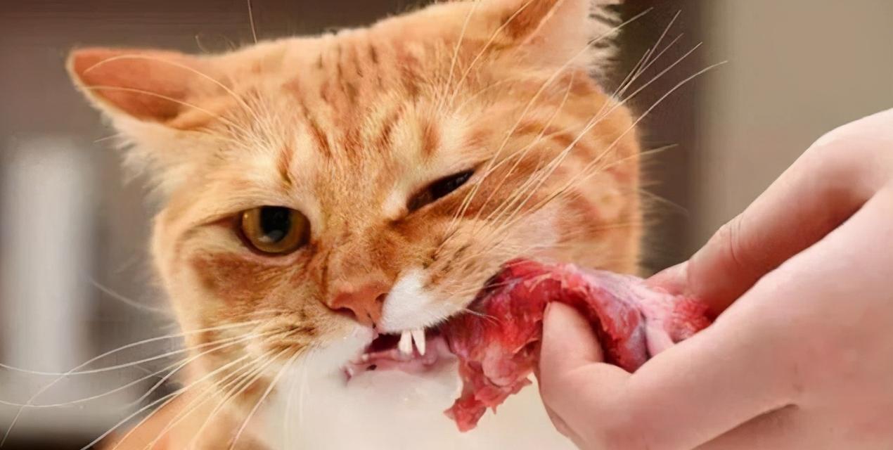 宠物猫的食物需求和获取技巧（宠物猫的食物需求和获取技巧）