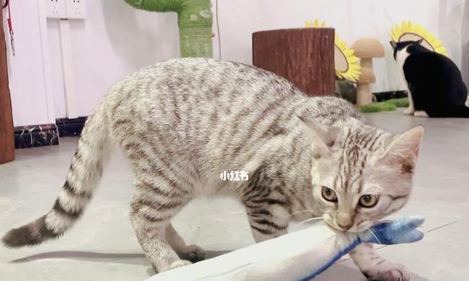 宠物猫的食物需求和获取技巧（宠物猫的食物需求和获取技巧）