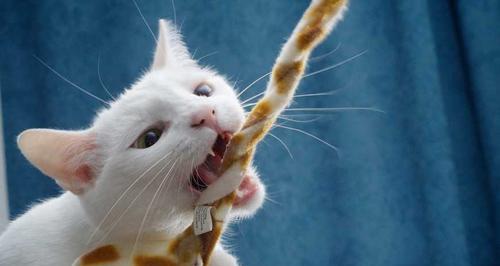 宠物猫的食物需求和获取技巧（宠物猫的食物需求和获取技巧）