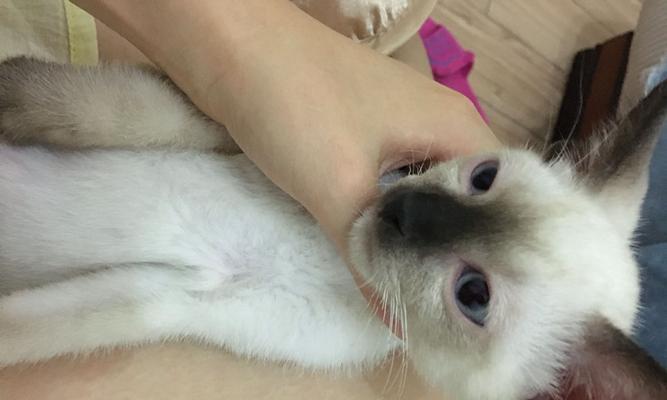 宠物小猫的眼屎清洁指南（掌握小猫眼屎清洁的正确方法）