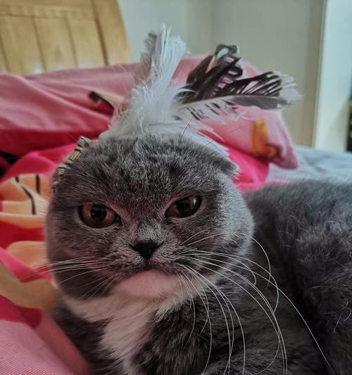 小猫指甲太长该怎么办（宠物护理的小技巧）