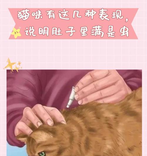 小猫探险记（宠物猫的趣味生活）