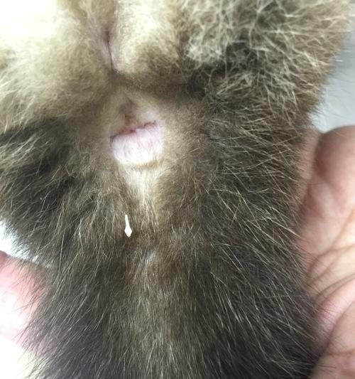 小猫探险记（宠物猫的趣味生活）