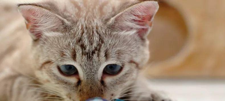 小猫探险记（宠物猫的趣味生活）