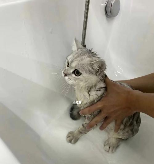 小猫自然界（以宠物为主）