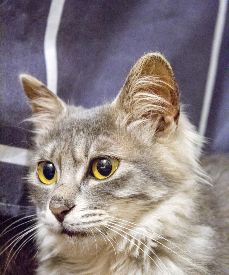 小猫嘴边发黑怎么办（以宠物为主）