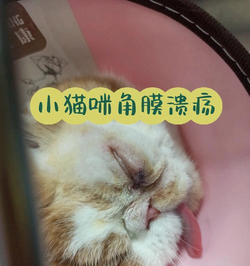 如何治疗宠物小猫左眼红肿（详解宠物小猫左眼红肿的原因及治疗方法）