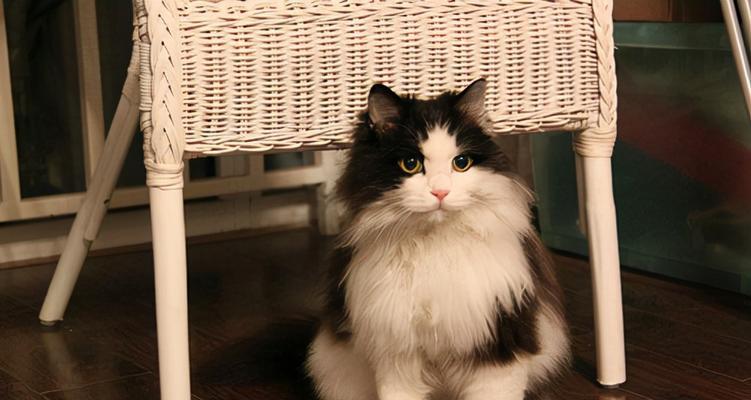小猫咪与人同床共枕，该如何处理？
