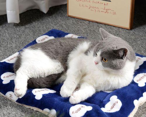 小猫咪与人同床共枕，该如何处理？