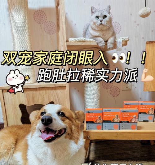 小猫咪拉肚怎么办（宠物饮食与健康）