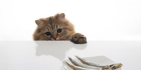 小猫咪吃鱼的方式（以宠物为主的饮食习惯探析）