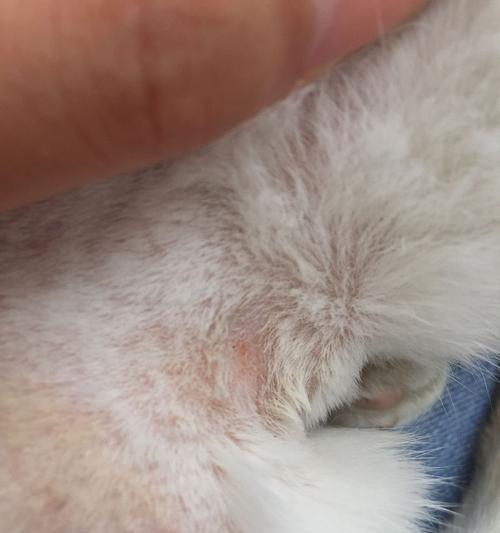 宠物小猫咪的猫藓问题及解决方法（小猫咪猫藓怎么办）