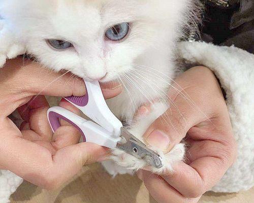 小猫咪指甲尖怎么办（宠物爱好者必看——如何正确地修剪小猫咪的指甲）