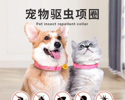 小猫崽身上的虱子，该如何护理（以宠物为主的虱子防治方法）