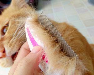 小猫崽身上的虱子，该如何护理（以宠物为主的虱子防治方法）