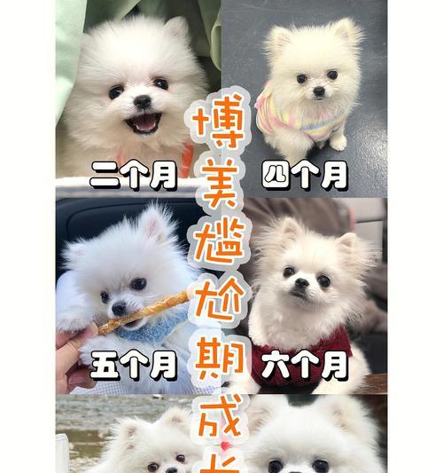 小型犬如何喂渴望（让你的宠物活力四射）