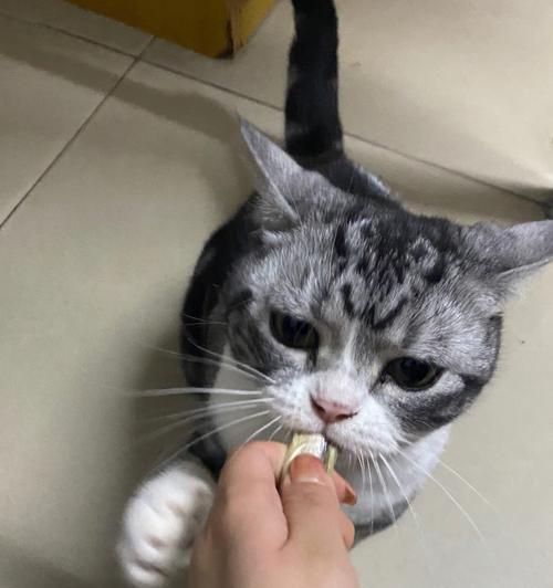 如何为你的猫咪做营养丰富的小鱼餐（以宠物为主）