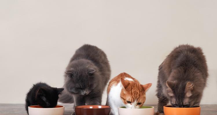 如何为你的猫咪做营养丰富的小鱼餐（以宠物为主）