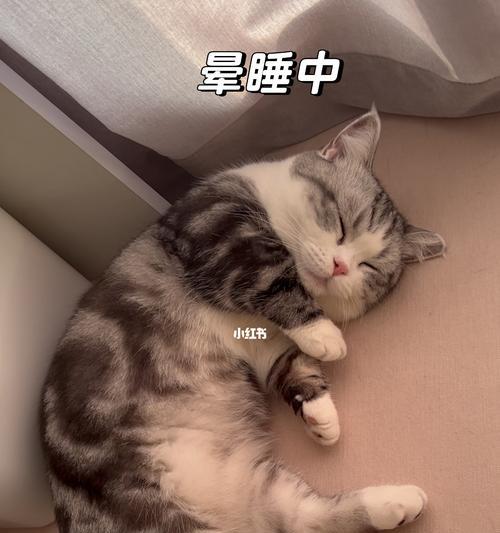 新猫不睡觉怎么办（如何帮助宠物适应新环境）