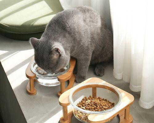 新猫入室，小猫遭受攻击（新猫的入侵带来了怎样的危害）