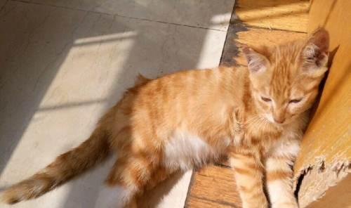 新生小猫晒太阳的重要性（宠物健康的关键在于良好的生活习惯）