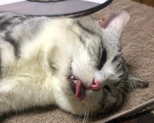 猫咪耳朵清理全攻略（宠物健康必备）