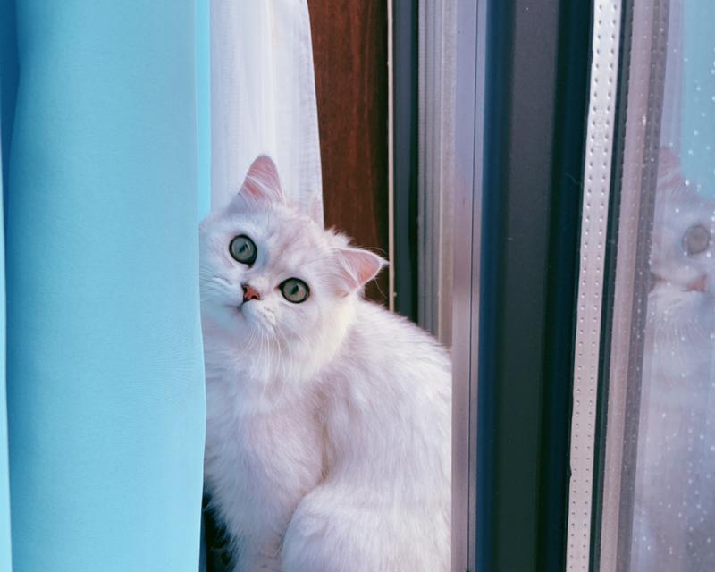 让猫咪成为你的忠实伴侣（让猫咪成为你的忠实伴侣）